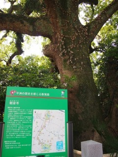 509cf76c1b7fca7ad77b78f03154ad4a-240x320