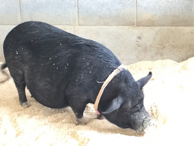 ファイル 2016-04-30 18 04 30