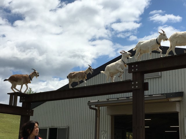 ファイル 2016-04-30 18 03 57