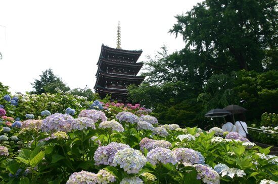 本土寺（千葉県松戸市/観光）