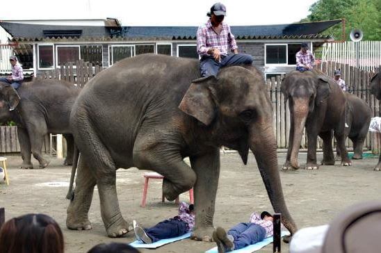 市原ぞうの国/千葉県市原市