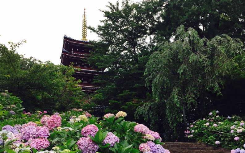 アジサイ寺（千葉県松戸市/観光）