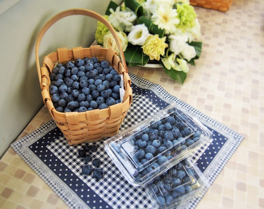 ブルーベリーファーム新松戸（松戸市新松戸/観光農園）