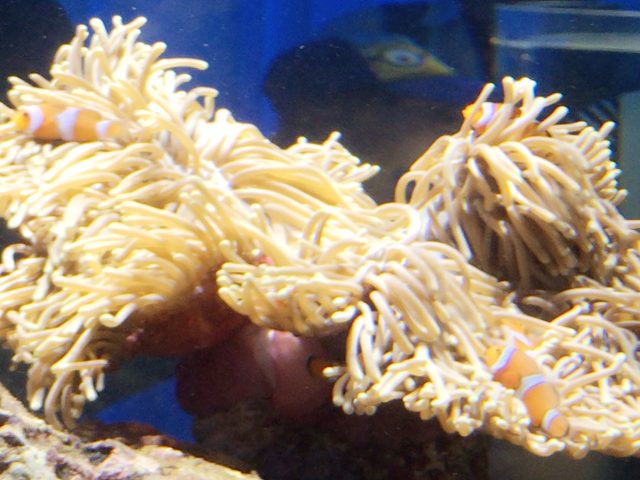 ファイル 2016-07-22 10 08 32