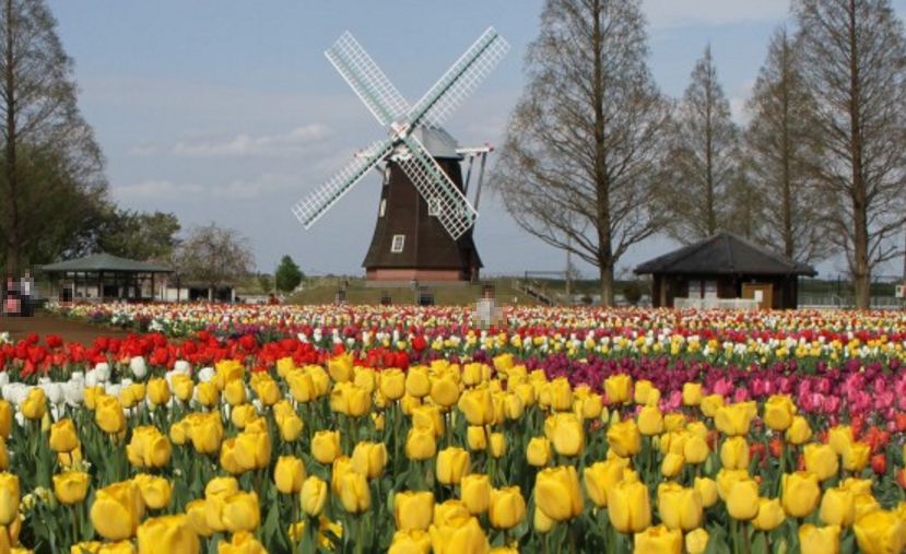 千葉県/あけぼの山農業公園