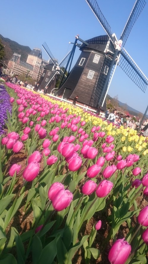 待ちに待ったハウステンボス　チューリップ祭