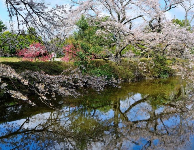 流山近隣の観光名所！清水公園さくらまつり