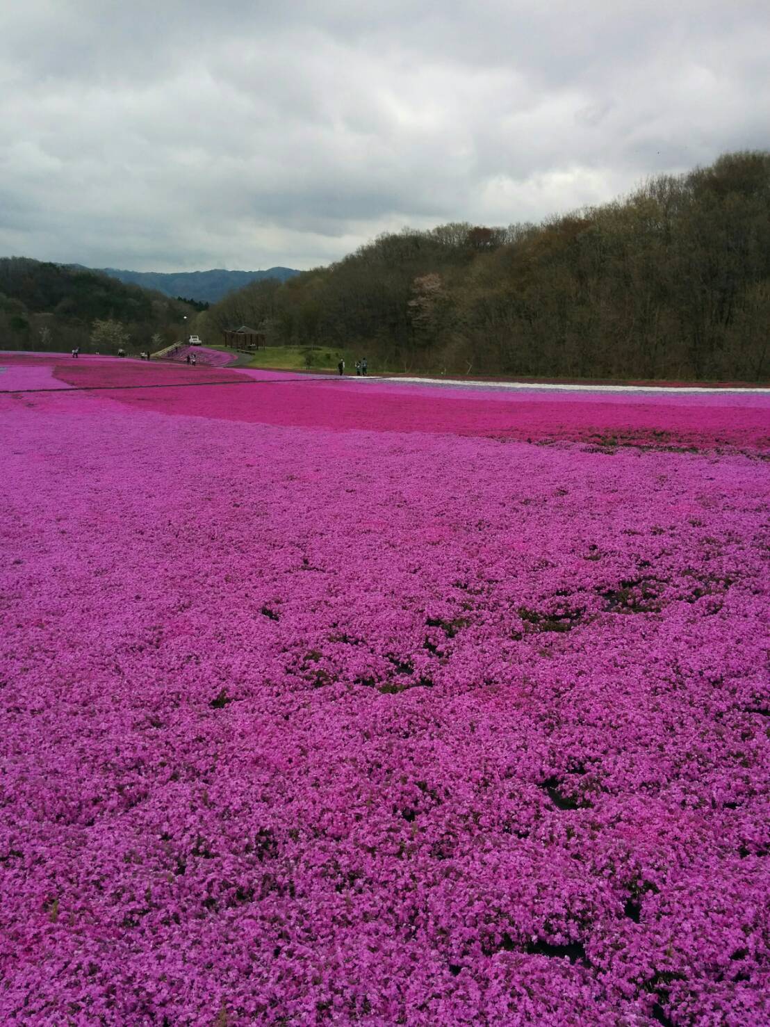 芝ざくら公園（芳賀郡市貝町）