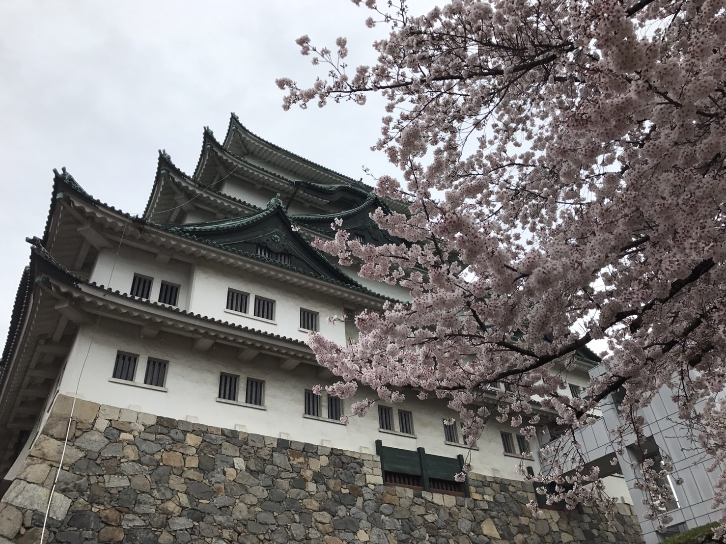 名古屋城名城桜まつり（名古屋市役所駅/城）