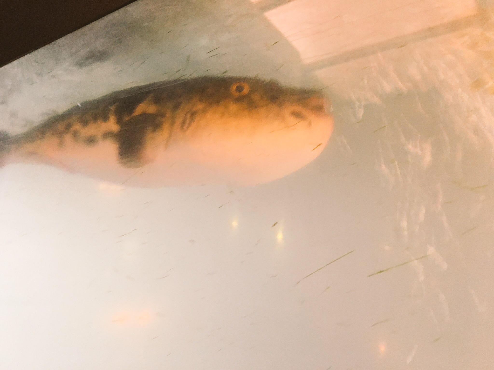 とらふぐ亭 新宿本店(新宿/ふぐ)