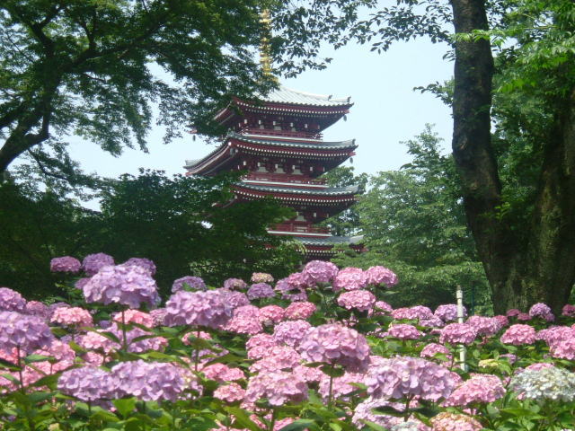 千葉県/本土寺のあじさい
