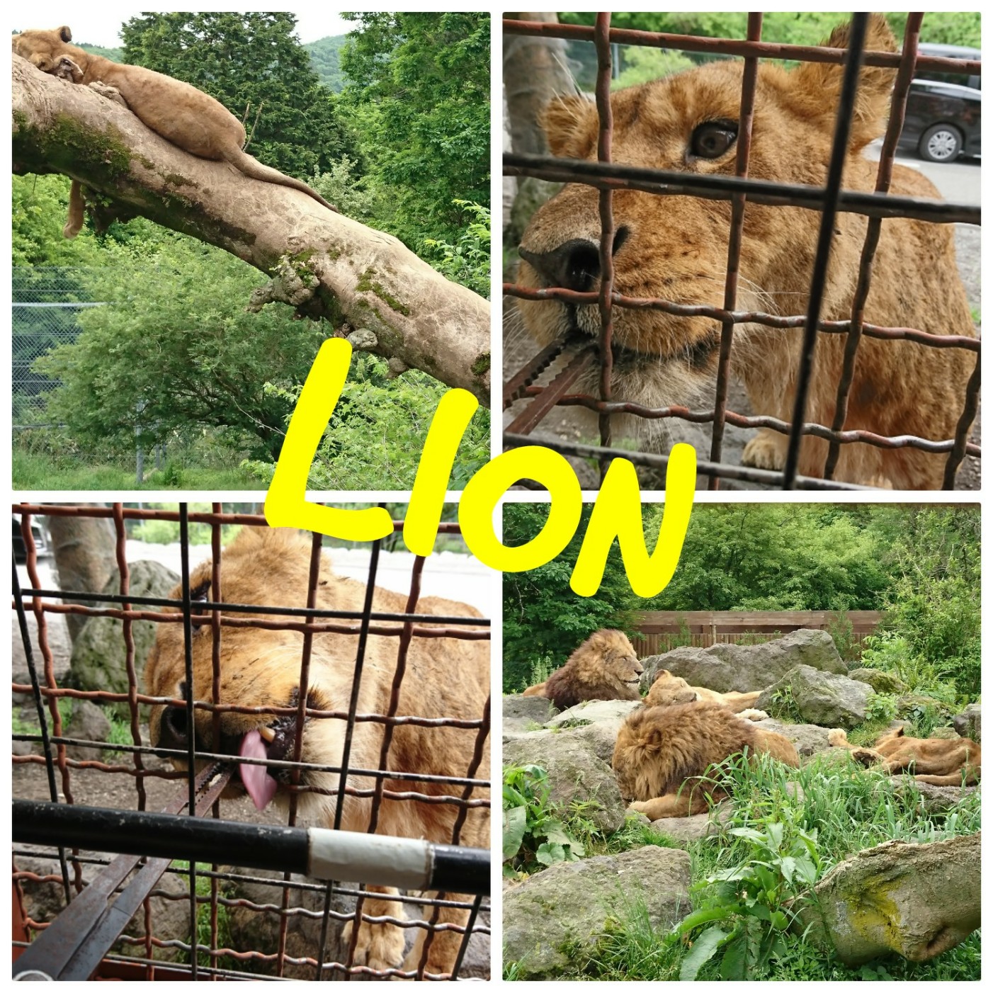 富士サファリパーク(静岡県裾野市)