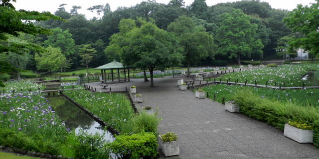 千葉県/水生植物園「花菖蒲」