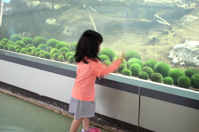 北海道の旅【道東編】阿寒湖のマリモは丸い