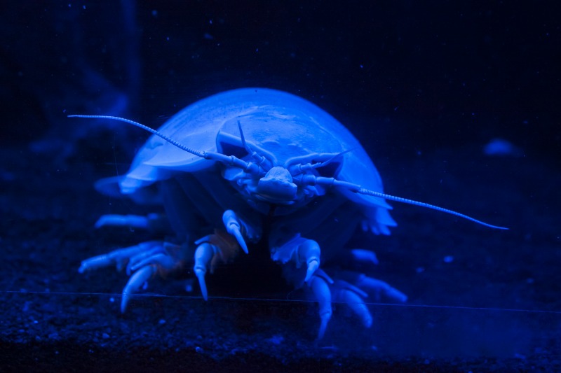 深海の神秘がここに！(沼津港深海水族館)