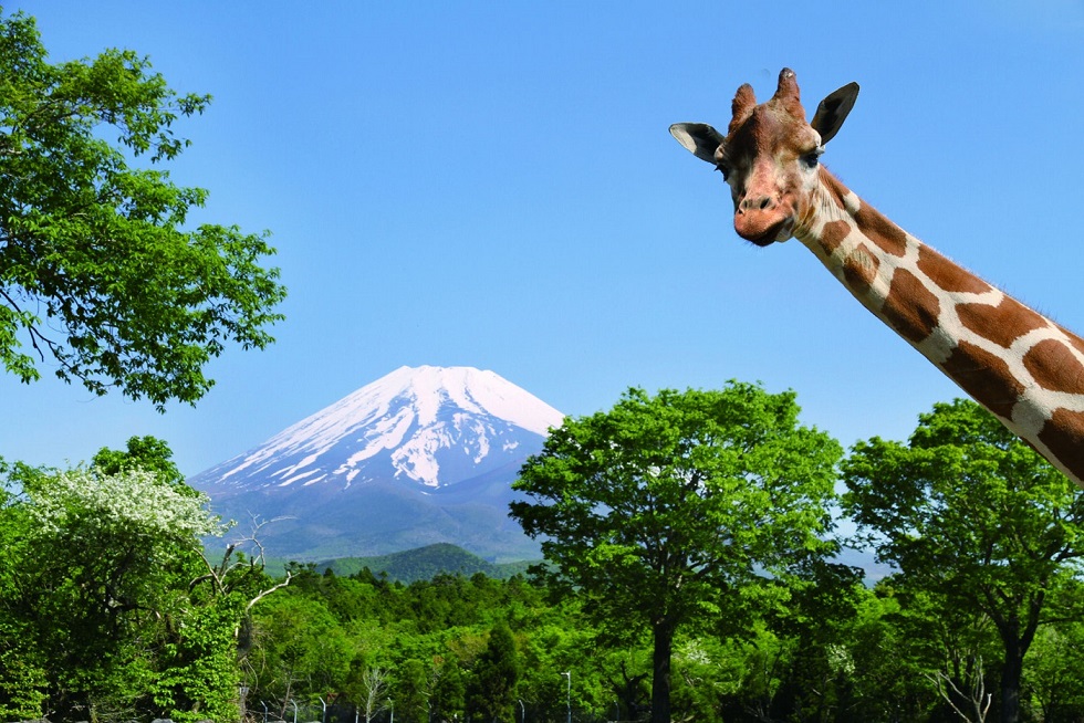 富士サファリパーク（静岡県裾野市）