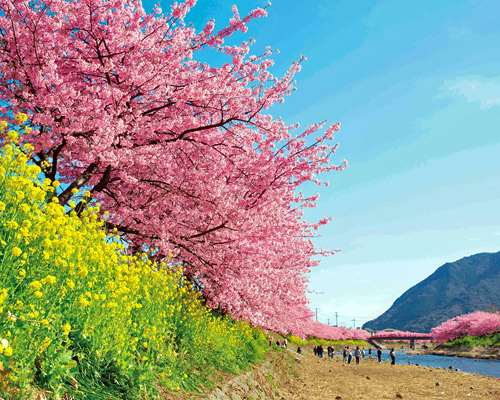 もうすぐ咲くよ桜が咲くよ♪後何年見れるかな・・・（静岡県）