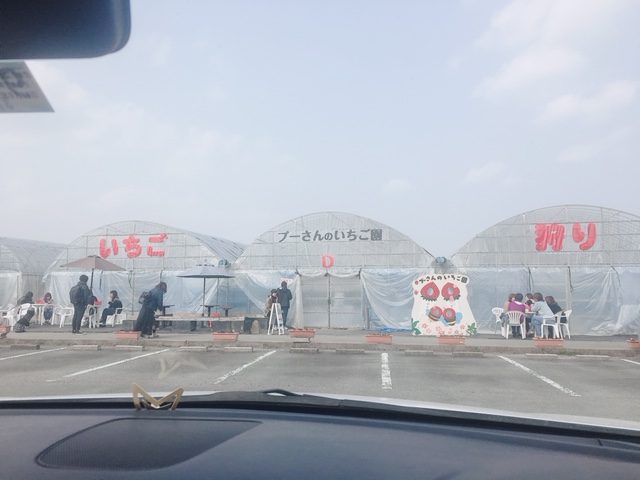 プーさんのいちご園（八女市／いちご狩り）