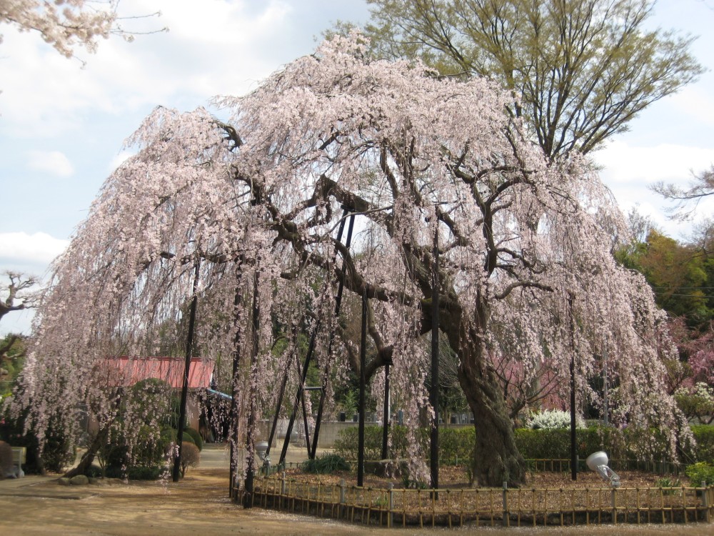 お花見スポット～清龍院～（千葉県流山市／寺）