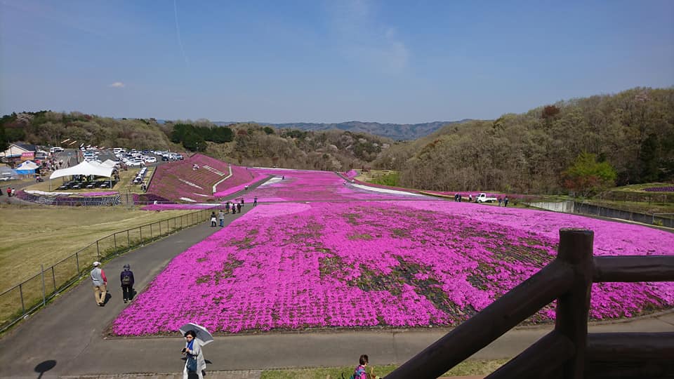 シバサクラ祭(栃木県/市貝町)