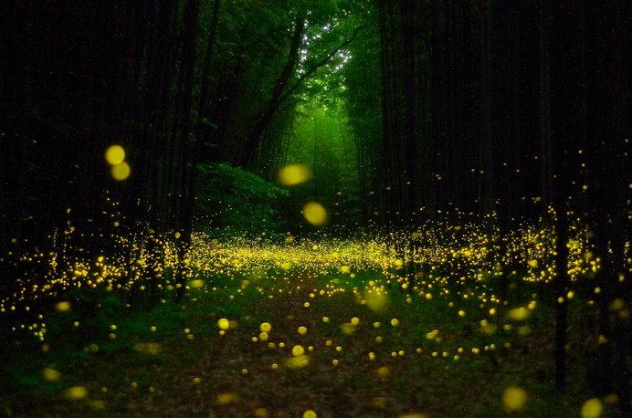 夏になると現れる一瞬の光を見に行こう（伊豆天城温泉郷）