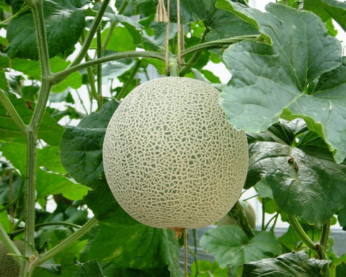 伊豆フルーツパーク（静岡県三島市/果物）