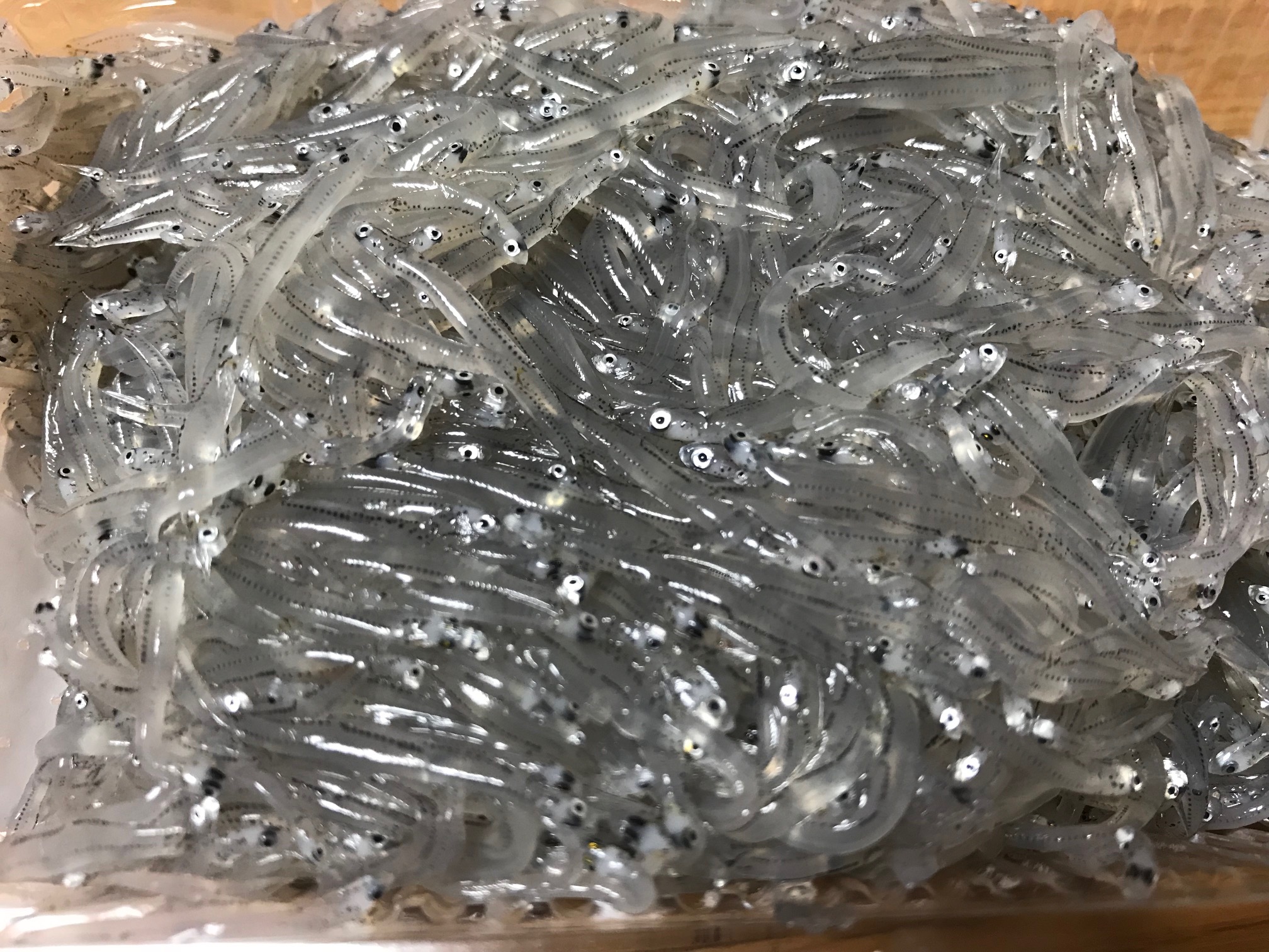 生しらすを食べに茅ヶ崎に行ってみた（茅ヶ崎市北村水産）