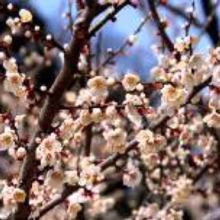 かめだ梅まつり・梅の陣　（新潟県新潟市江南区）