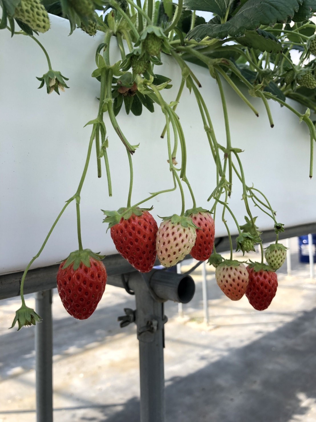 華やぎ観光農園（京都府相楽郡）
