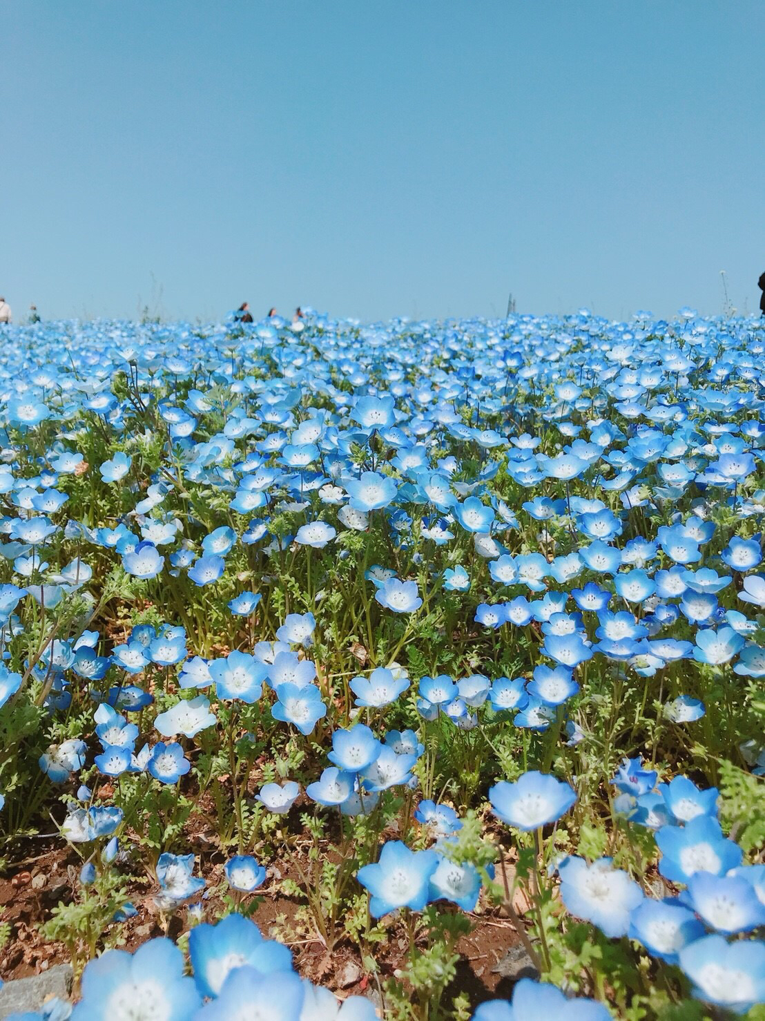 国営ひたち海浜公園　☆おすすめのデートスポット☆（茨城県ひたちなか市）