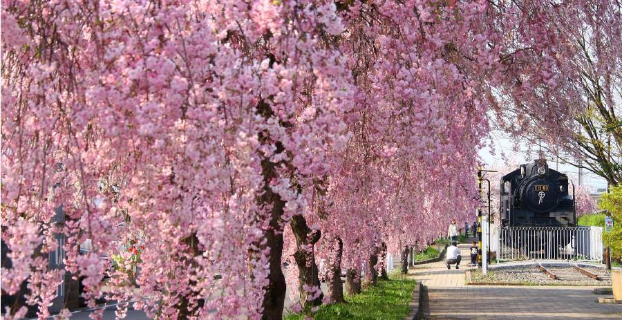 日中線記念自転車歩行者のしだれ桜　（福島県喜多方市）
