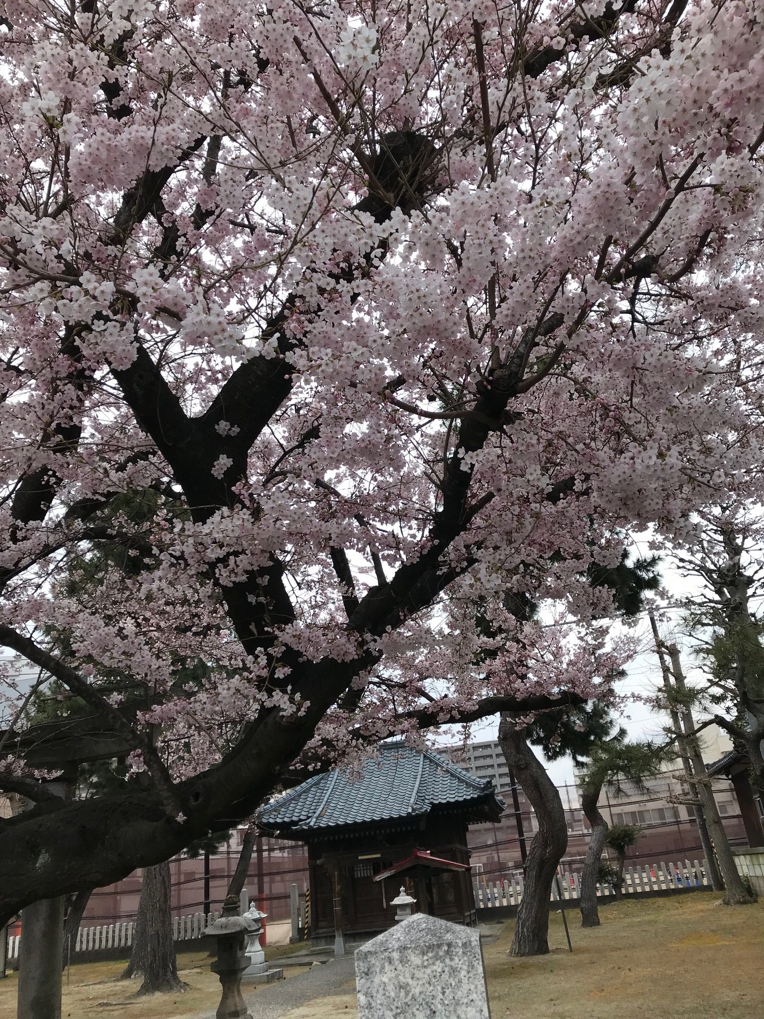 さくら咲いてます！（新潟県新潟市）