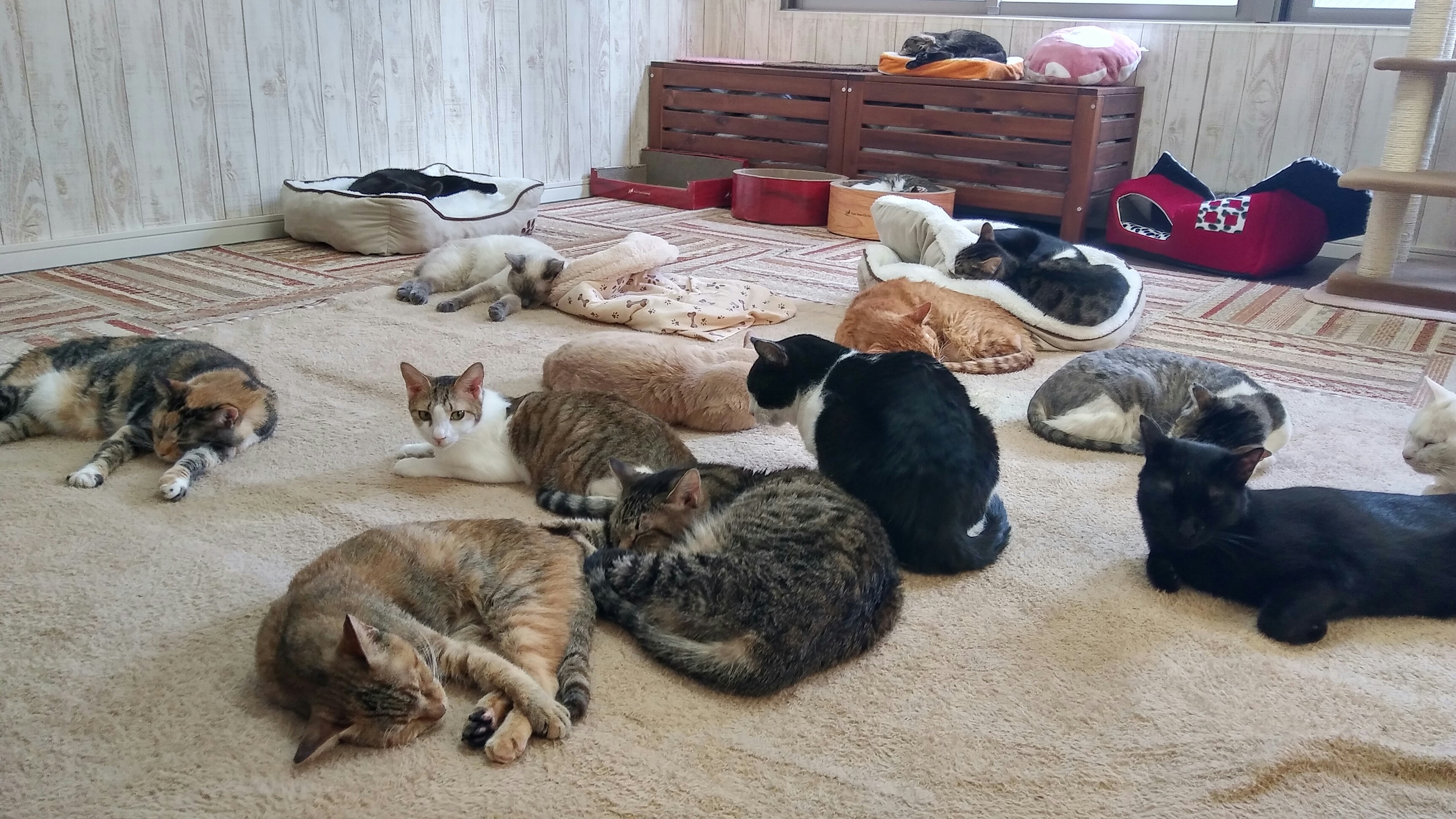 にゃんくる川崎店（川崎市）