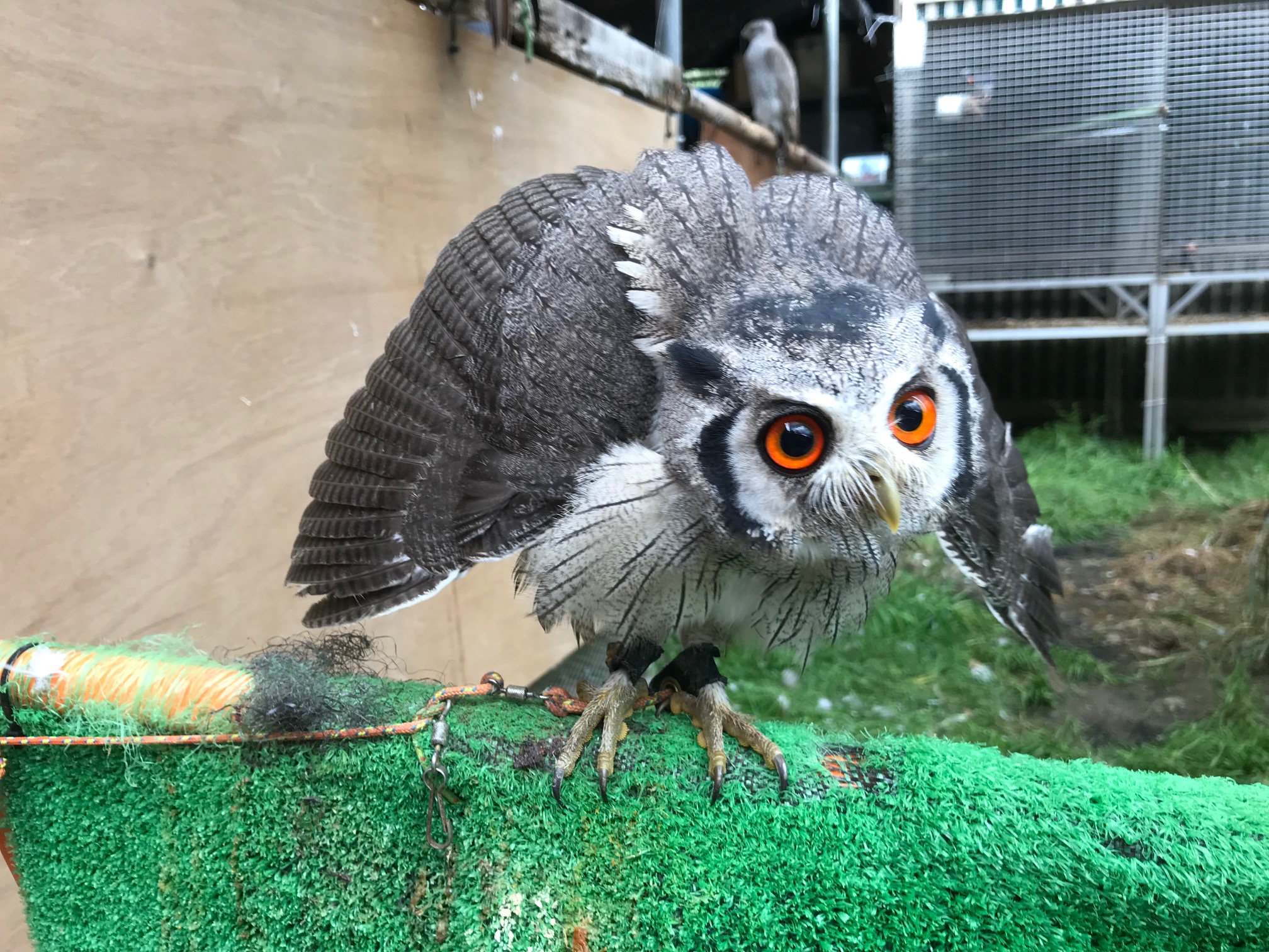 猛禽屋(茨城県牛久市)