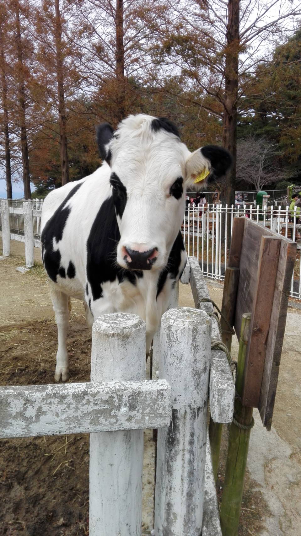 神戸市立六甲山牧場（神戸市）