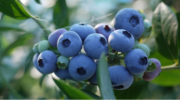 ブルーベリー狩り（つくば市）