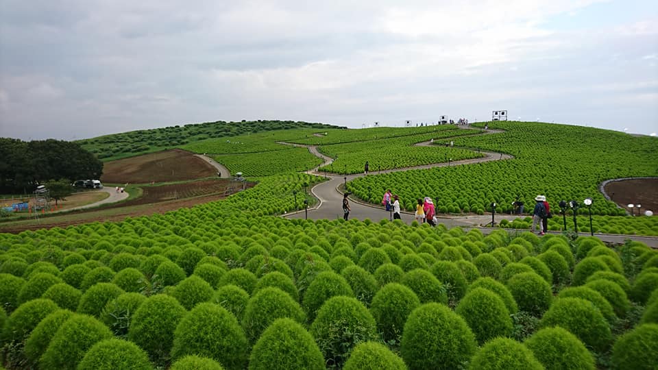 国立ひたち海浜公園（茨城県/レジャー施設公園）