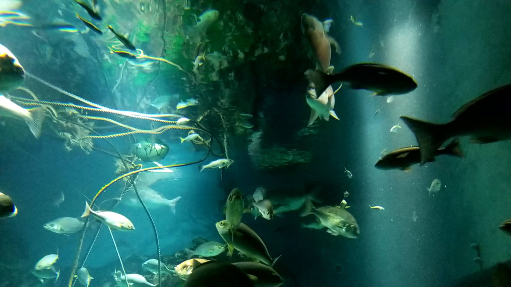 海遊館（大阪市）