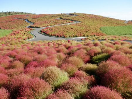 紅葉情報　国営ひたち海浜公園　コキア（ひたちなか市）