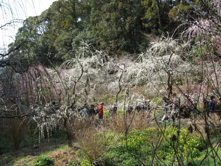 そろそろ見頃のしだれ梅！【静岡/龍尾神社】