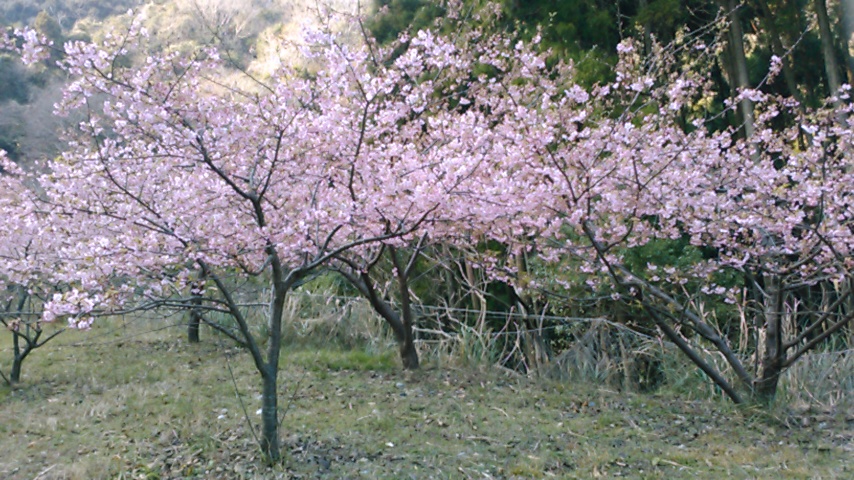 【大分駅前店】海鮮グルメと一足早い河津桜🌸鑑賞バスツアー（延岡市）