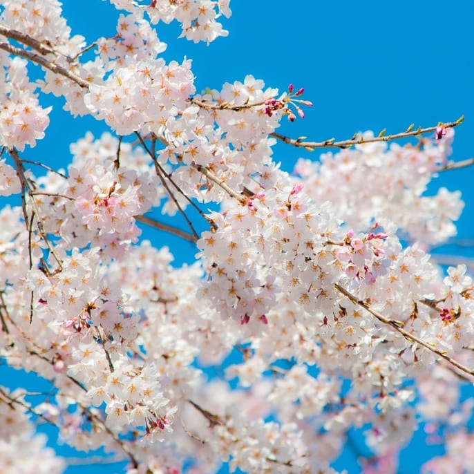 【加古川店】オススメ花見スポット