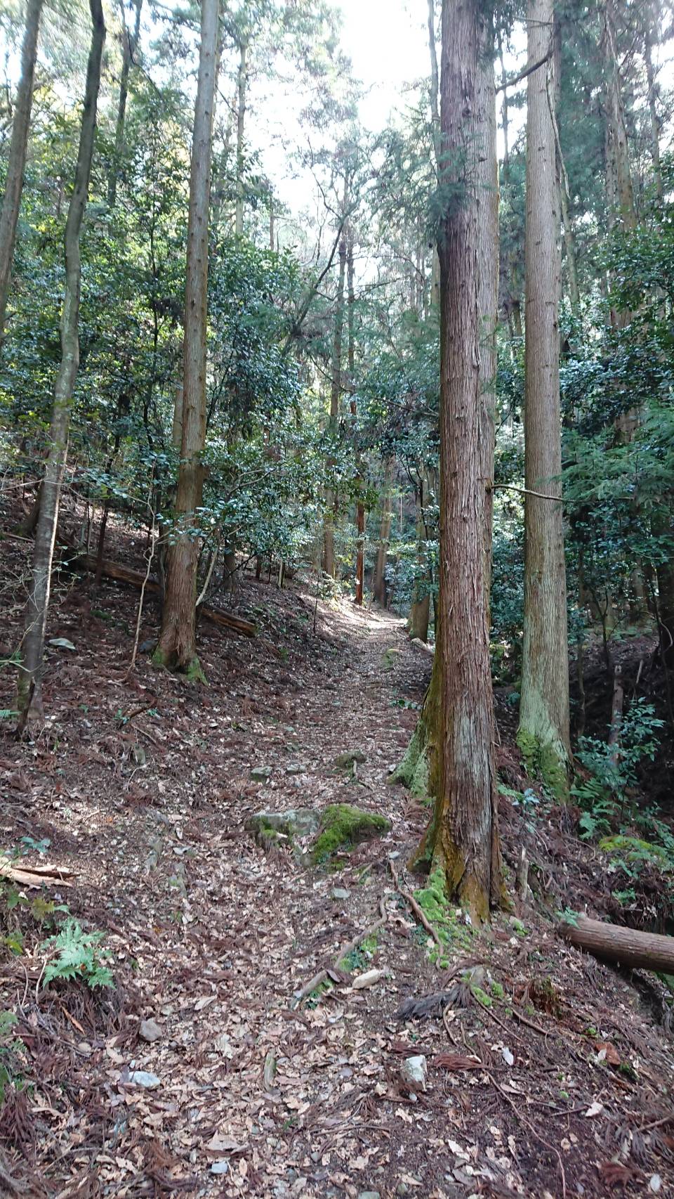 【枚方店】京都市伏見区日野の山奥まで散歩に行ってきました。前編(京都市）