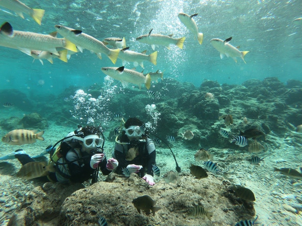 【那覇空港店】ダイビングショップなごみ　珊瑚礁