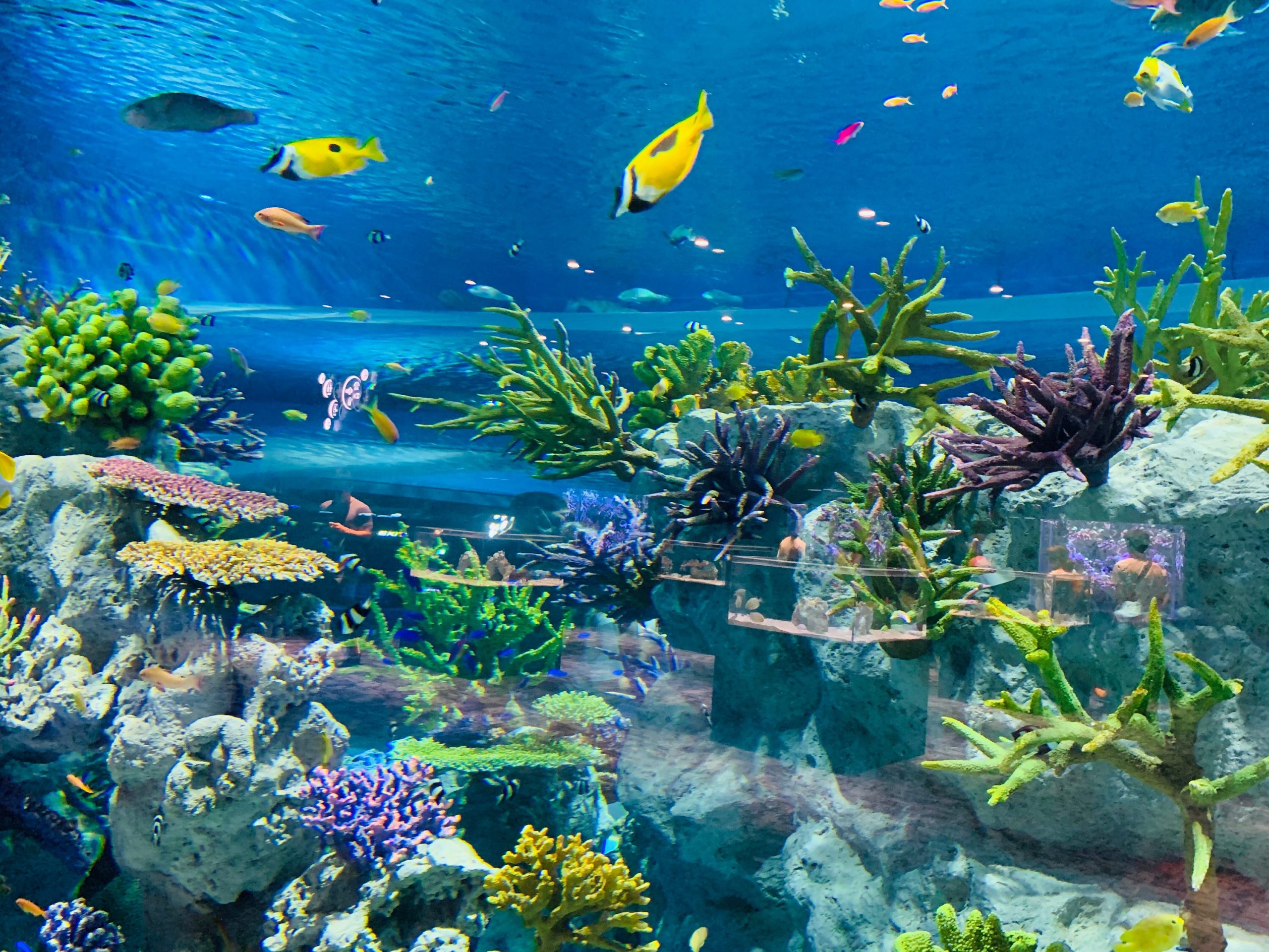 【那覇空港店】かりゆし水族館