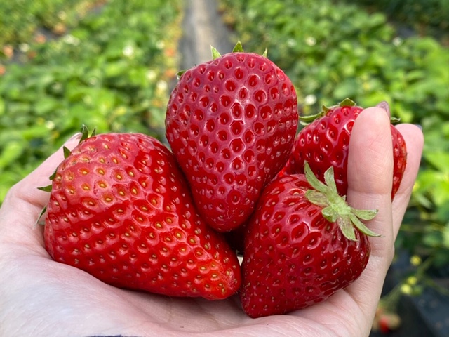 赤ずきんちゃんのおもしろ農園（静岡県 掛川市）