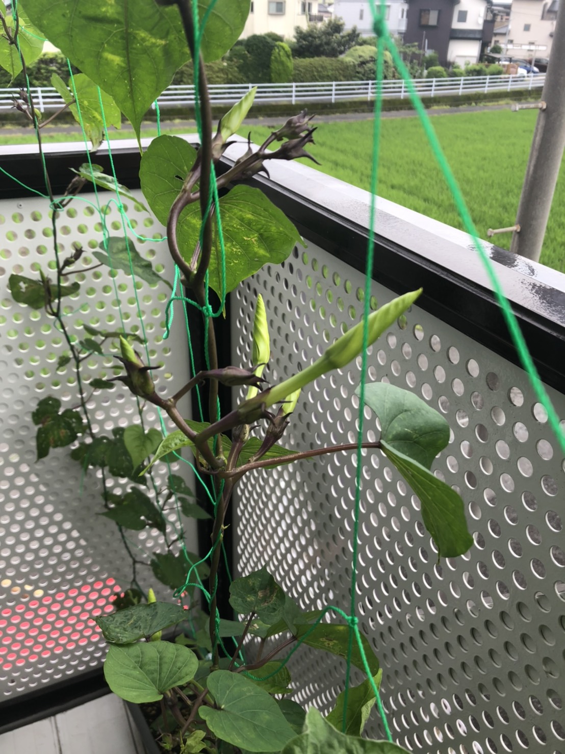 【富士店】もうそろそろ？