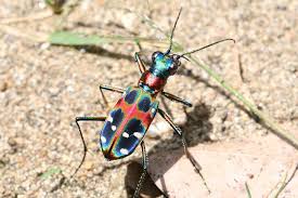 【宝塚店】北山緑化植物園で生き物採集