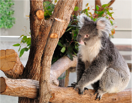 【兵庫駅店】コアラが観れる！？イングランドの丘！！