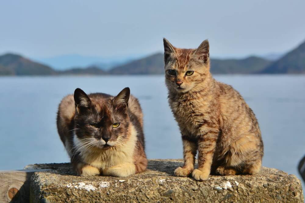 【ナゴヤドーム前矢田店】沖島(滋賀県/近江八幡市)